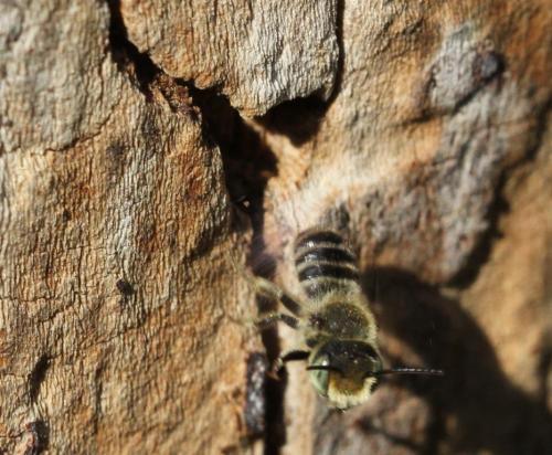 Megachile sp.